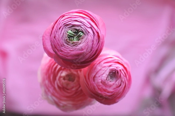 Fototapeta Ranunculus on pink background