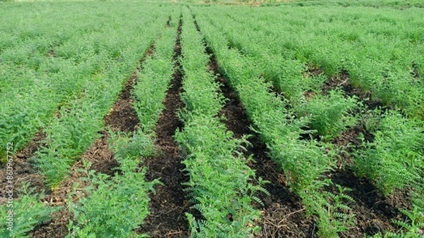 Obraz Chickpea farm 
