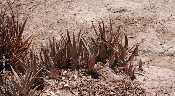 Obraz Wild aloe succulent plants in the desert