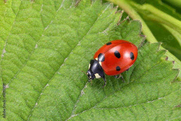 Obraz Ladybug on leaf