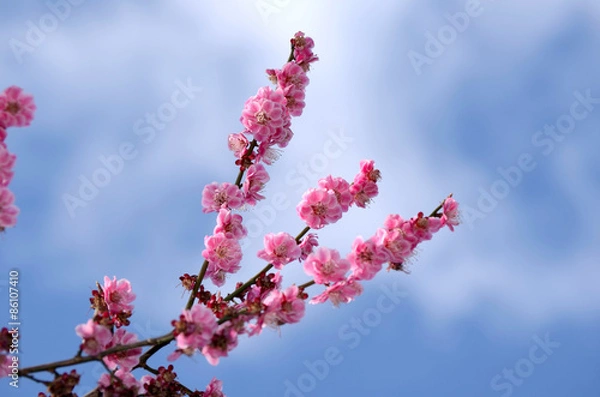 Obraz 青空と紅梅