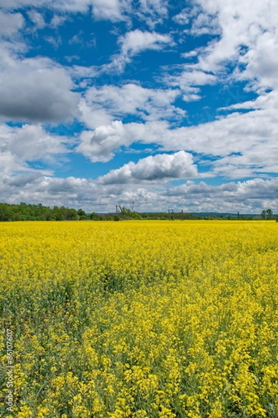 Fototapeta Rape field