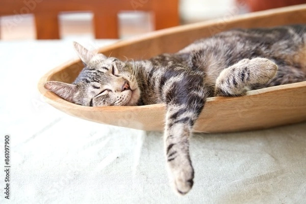 Fototapeta tabby cat sleeping in wood bowl on the table