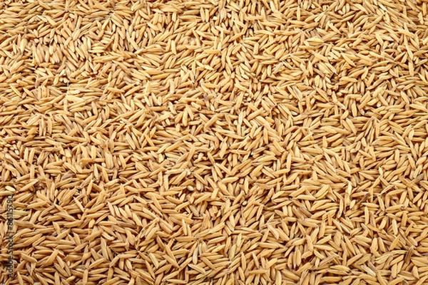 Fototapeta Paddy as background