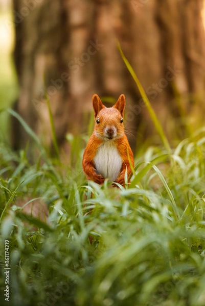 Obraz Cute and funny red squirrel looking towards the camera from the grass in the forest