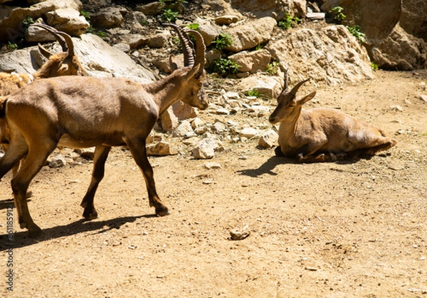 Fototapeta Ibex mountain goats are taking a rest