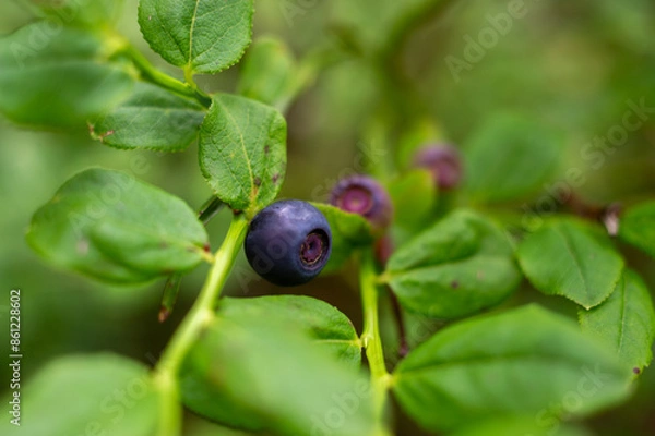 Obraz Blueberry