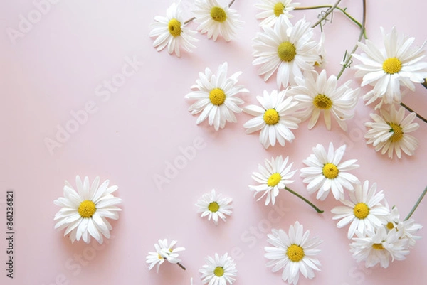 Fototapeta White Daisies on a Soft Pink Background Minimalist Floral Composition for Spring and Summer Themes