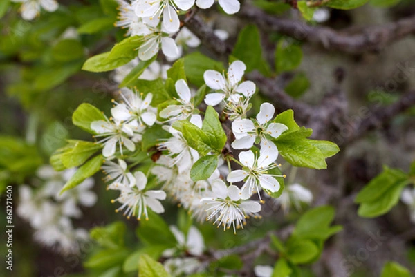 Obraz 
white cherry blossom on a background of green leaves