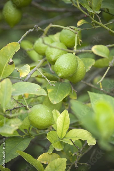 Fototapeta Lemon tree