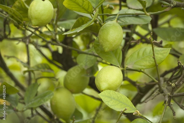 Fototapeta Lemon tree