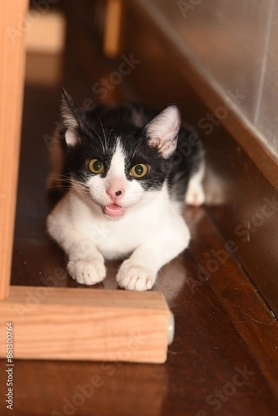 Fototapeta angry tuxedo cat