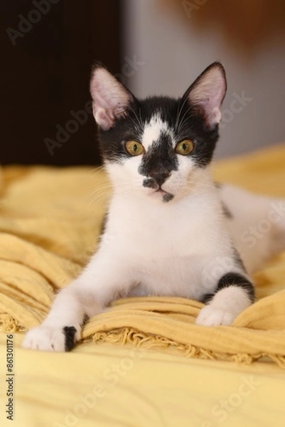 Obraz portrait of young tuxedo cat