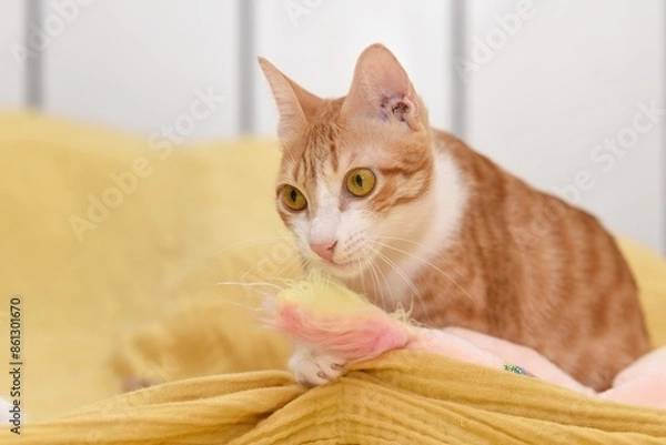 Obraz portrait of young yellow white cat