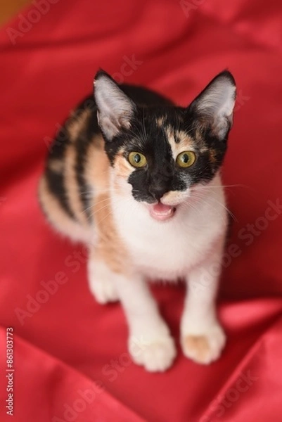 Fototapeta calico 4 months old kitten red background