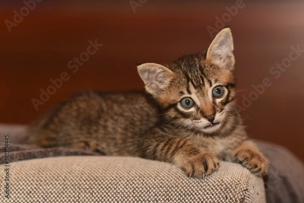 Fototapeta 5 weeks old kitten tabby lying on the sofa