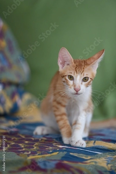 Fototapeta 3 months old kitten on colourful background