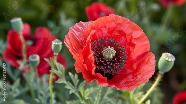 Fototapeta poppy a herbaceous plant with showy flowers, milky sap, and rounded seed capsules,drugs such as morphine and codeine, Close up of red poppy blossom
