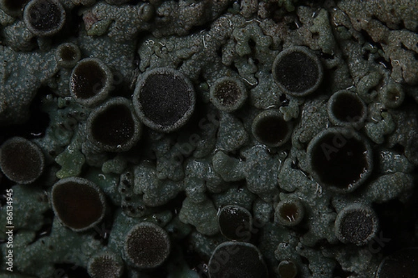 Fototapeta texture moss lichen macro mushroom