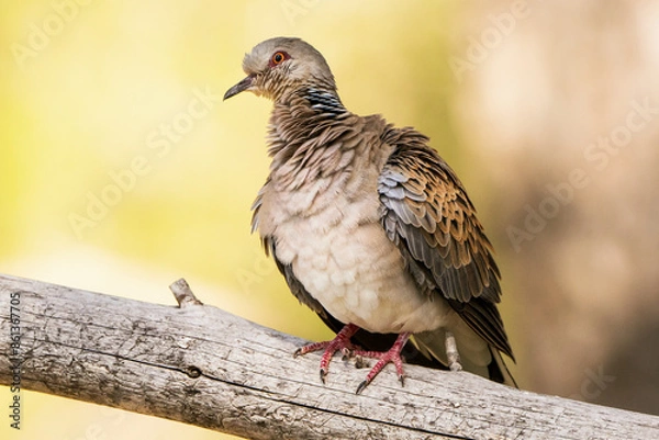 Fototapeta European turtle dove (Streptotelia turtur) perching on a branch with out of focus background