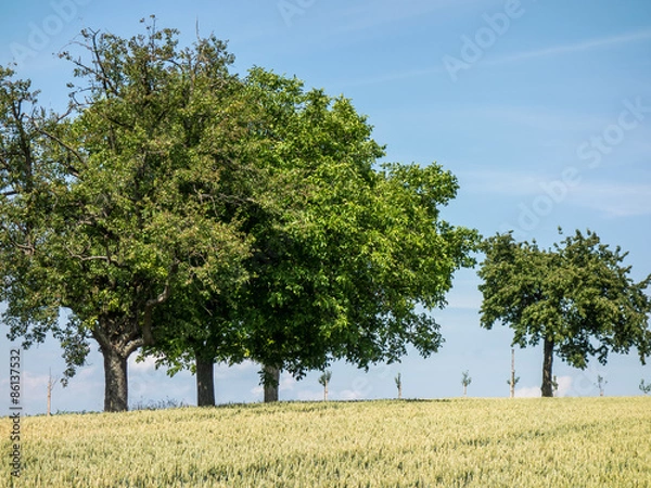 Obraz Bäume auf dem Feld