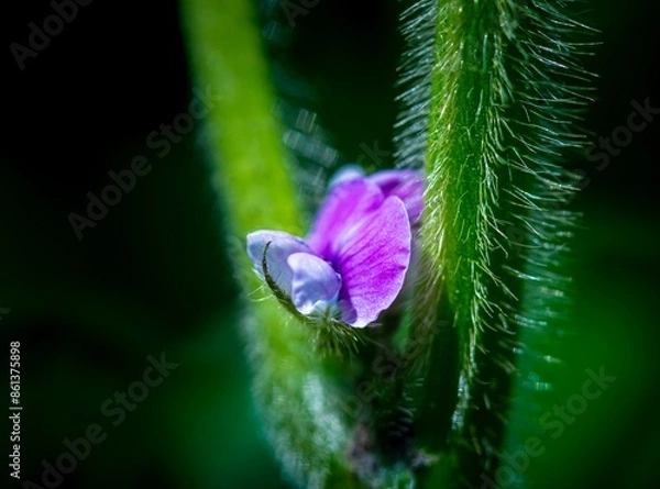 Obraz close up of a purple flower of soybean 