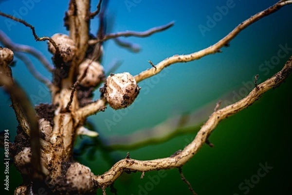 Obraz roots of soybean macro