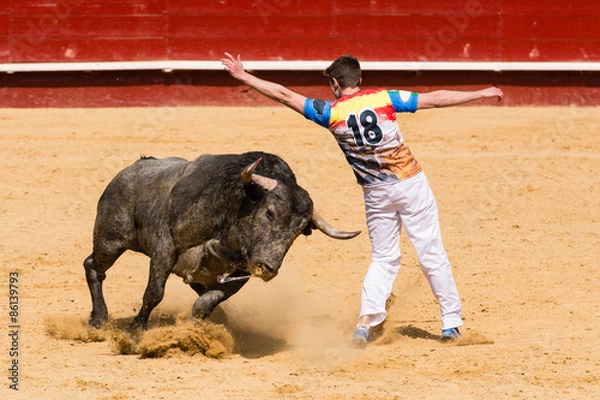 Fototapeta Competición de recortes con toros bravos. En esta competición se usa el propio cuerpo para torear