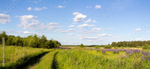 Fototapeta Природа России. Дорога в диком поле с цветами.
