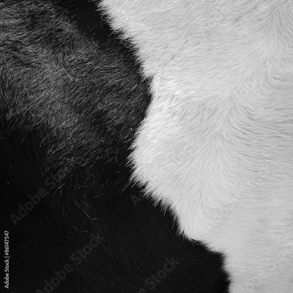 Obraz real black and white cowhide
