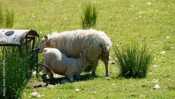 Obraz lamb drinking milk