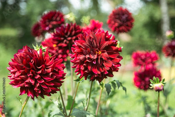 Fototapeta Dark red dahlia flowers in the garden on a blurred background.
