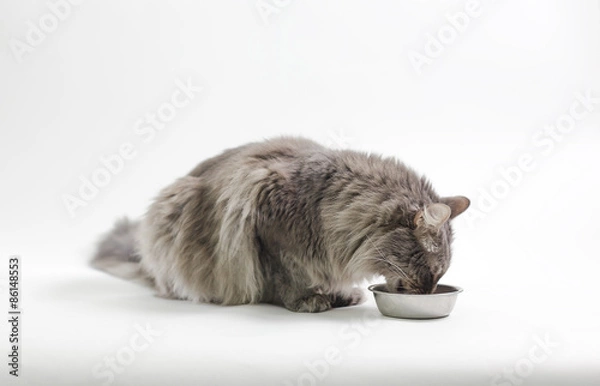 Fototapeta Chewie the cat eating his dinner