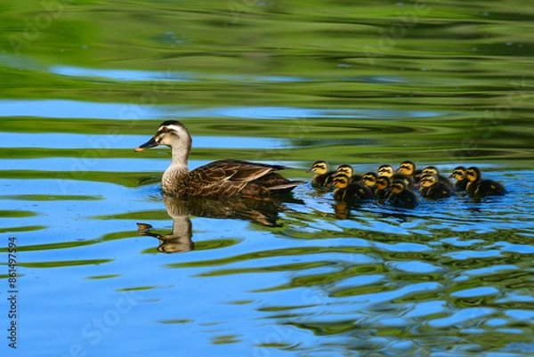 Obraz 初夏の公園の池で子育てをする身近な野鳥、人気者のカルガモ