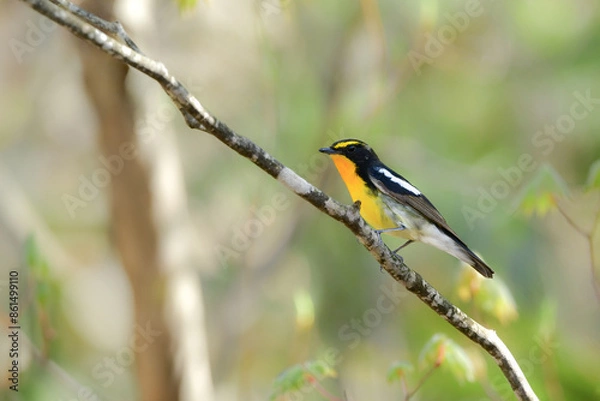 Fototapeta 初夏から夏に高原の森で見られる黄色とオレンジが美しい野鳥キビタキ