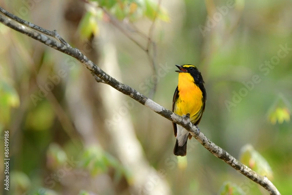 Fototapeta 初夏から夏に高原の森で見られる黄色とオレンジが美しい野鳥キビタキ