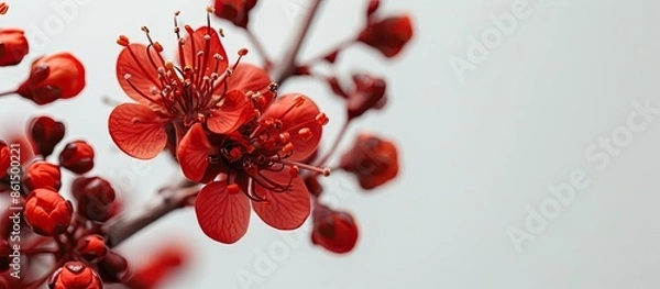 Fototapeta A detailed close-up of the Cornelian Cherry blossom showcasing its natural beauty with a blank area for more content in the image. image with copy space