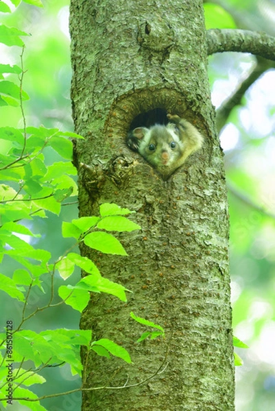 Obraz くりくりした目がとてもかわいい森の生き物むささびのこども