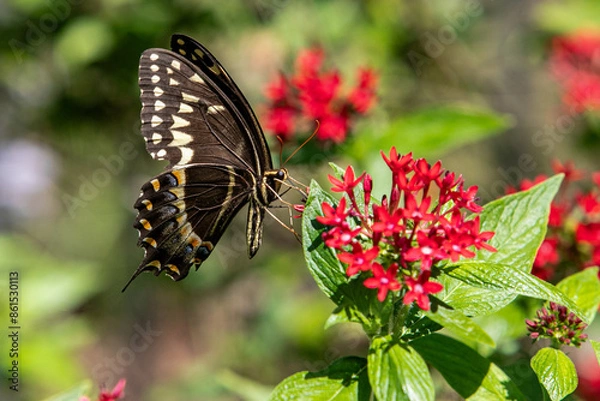 Obraz Butterfly on Flower