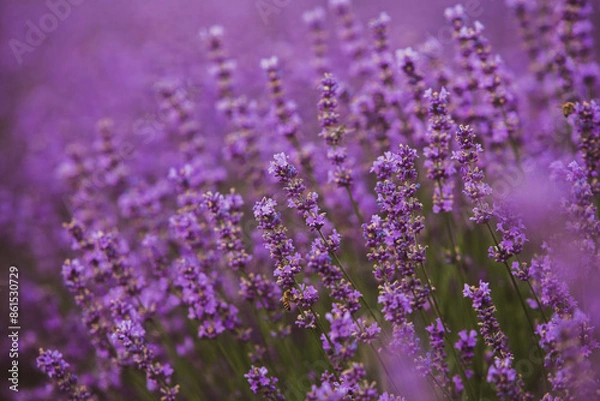 Obraz Field of lavender in the sunset light. Background with golden light. Purple lavender.
