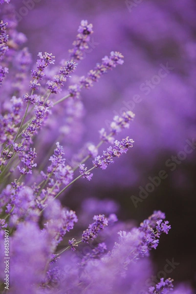 Fototapeta Flowers in the lavender fields in the Provence mountains. Panoramic landscape with blooming lavender. Violet background.