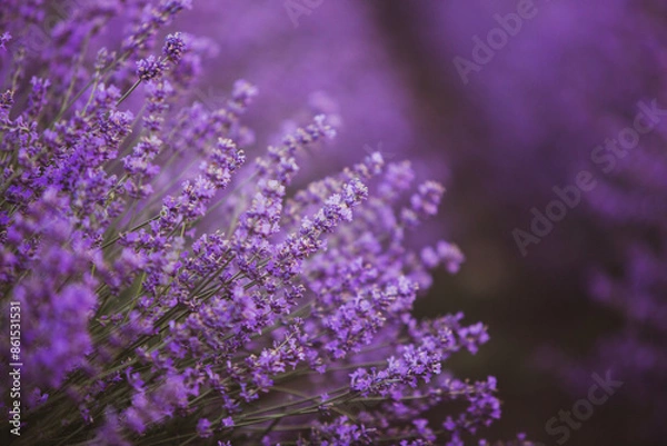 Fototapeta Flowers in the lavender fields in the Provence mountains. Panoramic landscape with blooming lavender. Violet background.