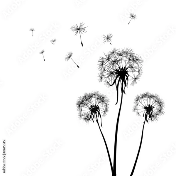 Obraz mniszka lekarska