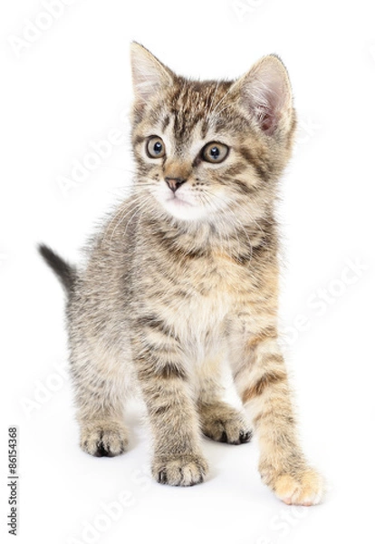 Fototapeta Kitten on a white background
