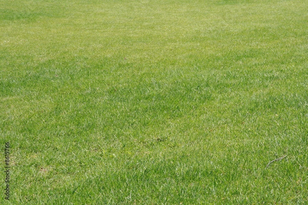 Fototapeta green lawn