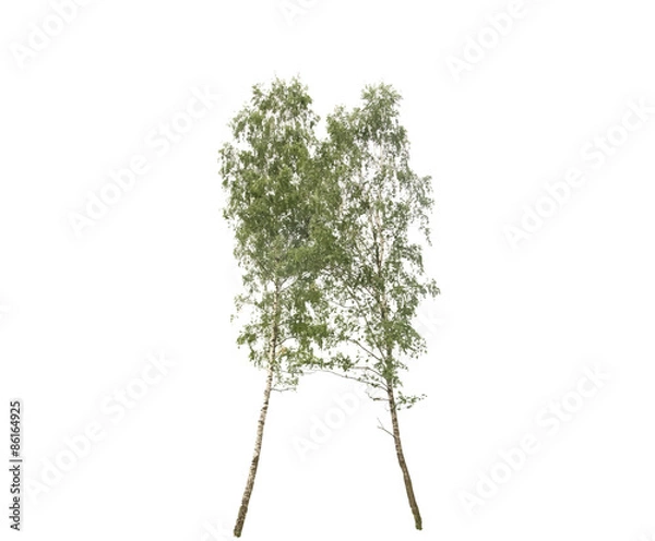 Obraz Colored Silhouette Tree Isolated on White Backgorund. Vector