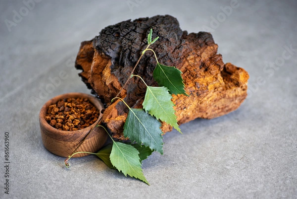 Fototapeta Chaga mushroom pieces with birch leaves on a gray background.
