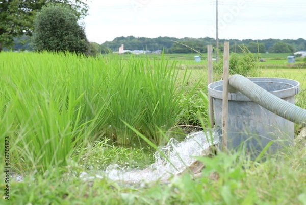 Obraz 田んぼに水を注水する様子