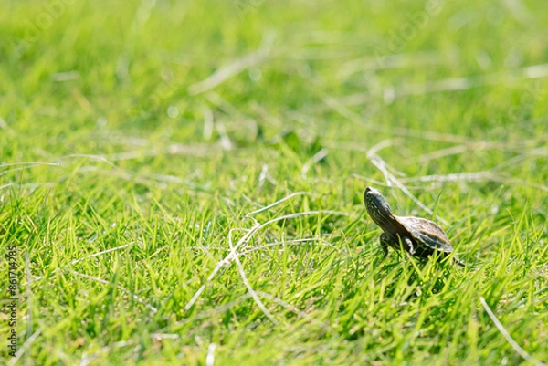 Obraz 芝生の草原を歩く子亀