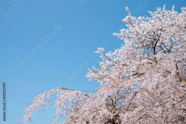 Obraz 青空と満開の桜